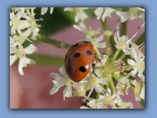 7-spot Ladybird. Hetton Park 23rd July 2023 2.jpg